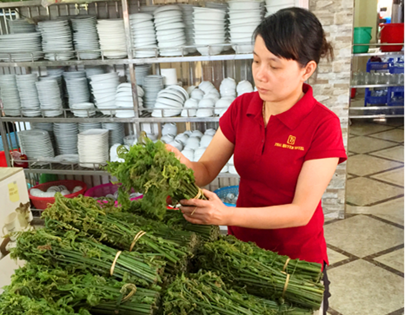 Rau[-]dớn[-]-[-]Sản[-]vật[-]độc[-]đáo[-]của[-]núi[-]rừng[-]Yên[-]Tử[-]ít[-]người[-]biết[-]đến